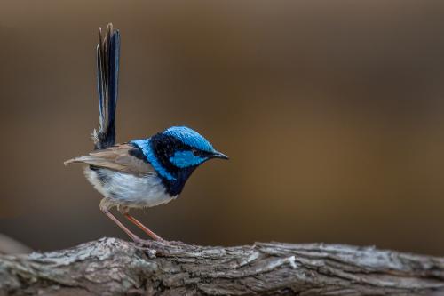 A blue Fiarywren at Bruny Island in Tasmania