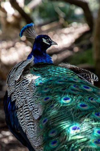 Peacock up close at Cataract Gorge